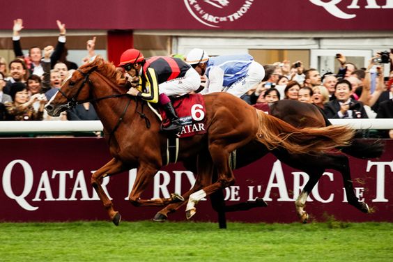 เคล็ดลับและภูมิปัญญาการแข่งม้าที่คุณต้องรู้|TQ88